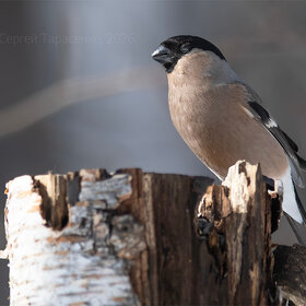 ����. ���� ��������. �������