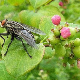 ����. ���� ��������. ���� � �������������