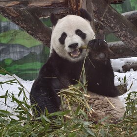 ����. �����. ����� ���