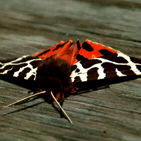 ����. ���� ��������. �������