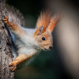 � ������ ����?