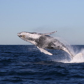 фото животных: кит полосатик