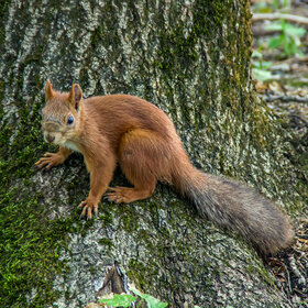 ����. ����. �����