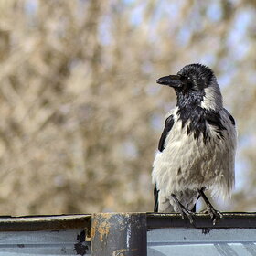 ������ ������