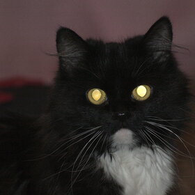 ����. ���� ��������. �������� ��������