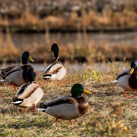 ����. ���� ��������. �����