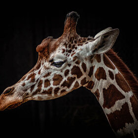 ���� ��������. �����