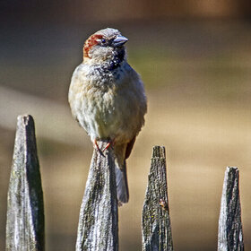 ����. ���� ��������. �� ������