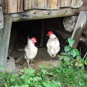 ����� ���� ��������. �������� ��������