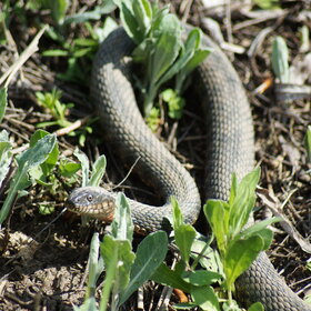 ����. ���� ��������. ������������ ������