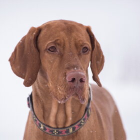 �������� ��������