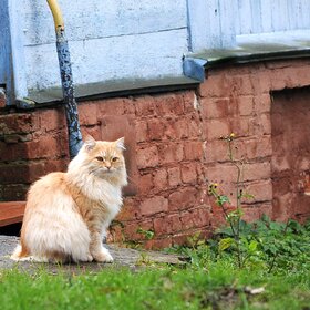 ����. ���� ��������. 