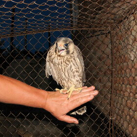 ����� ���� ��������. �����