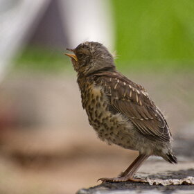 ����. ���� ��������. �����