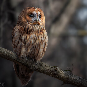 ����. ����� �������. � ������ ������