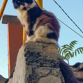Удивленный крымский кот