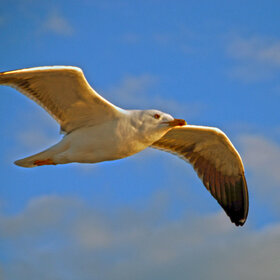 ����. Aivanovich. ����� �� ������ - ����� ��������...