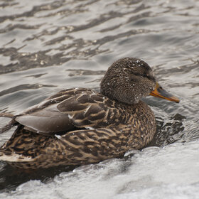 ����. ���� ��������. �����