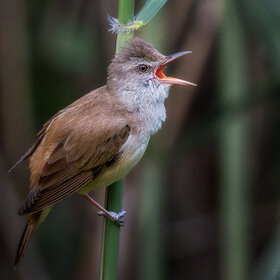 ����. Acrocephalus arundinaceus. ��������� � ����������
