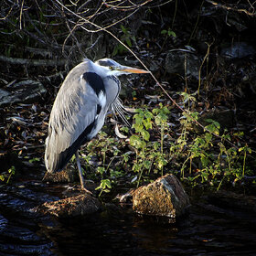 ����� ���� ��������. ****