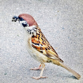 ���� ��������. � �������