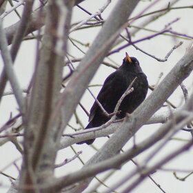 ����. �����. ׸���� �����