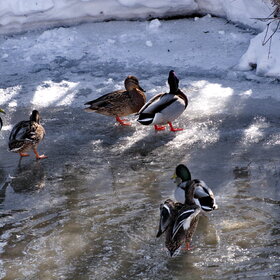 ���� ��������. �����