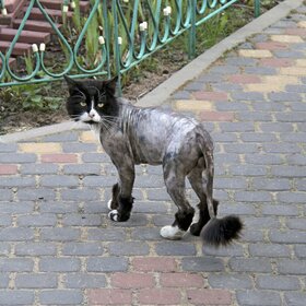 ����. ���� �������. ������ �������.