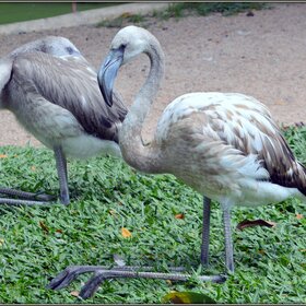 ����. ���� ��������. ��������