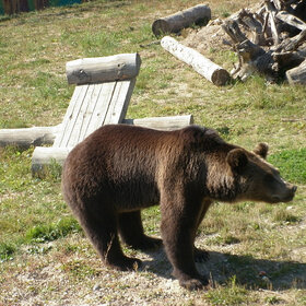 Медведь. Ярославский зоопарк.