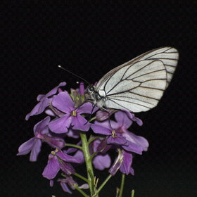 ����� ���� ��������. �������