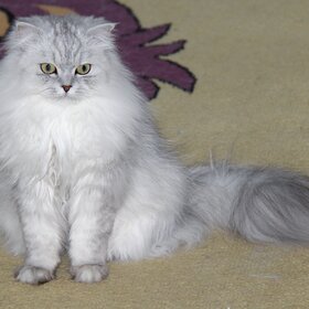 ������ ���� ����.