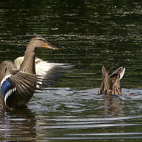 ����. ����. �� �����...