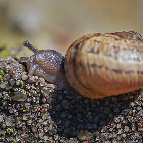 ����. ���������. �� ��������