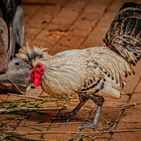 ����. �������. �������