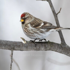 ����. �� �������. �������