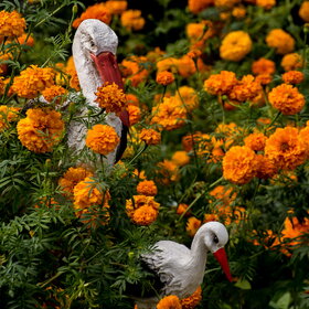 ����. ���� ��������. �������