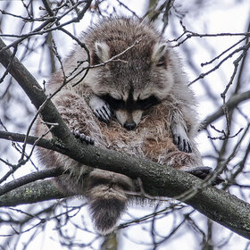 ���� ��������. �����