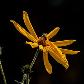 ����� ���� ��������. �������