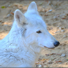 Портрет белого волка