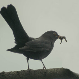 ����� ���� ��������. ������ �����