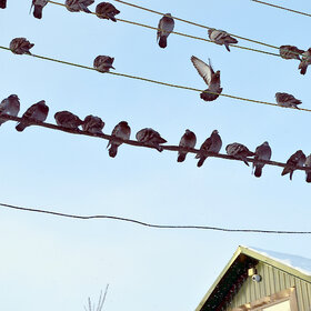 ����. �����. ������ ��������� .......