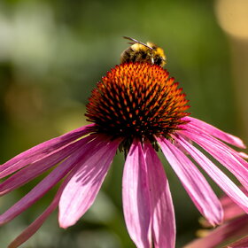 ����. ���� ��������. �������