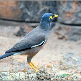 ����� ���� ��������. �����