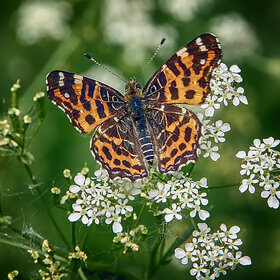 ����. ��������������� ����������. ��������������� ����������