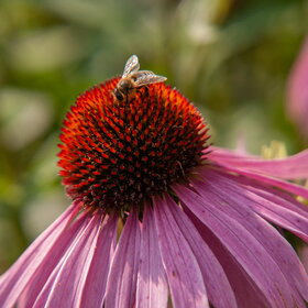 ����� ���� ��������. �������