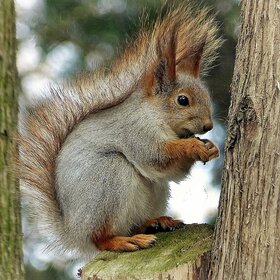 �� �������