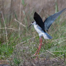 ����. Himantopus himantopus. ����������