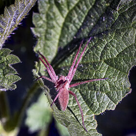 ����. ʸ���. ********