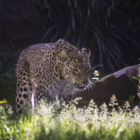 ���� ��������. �������